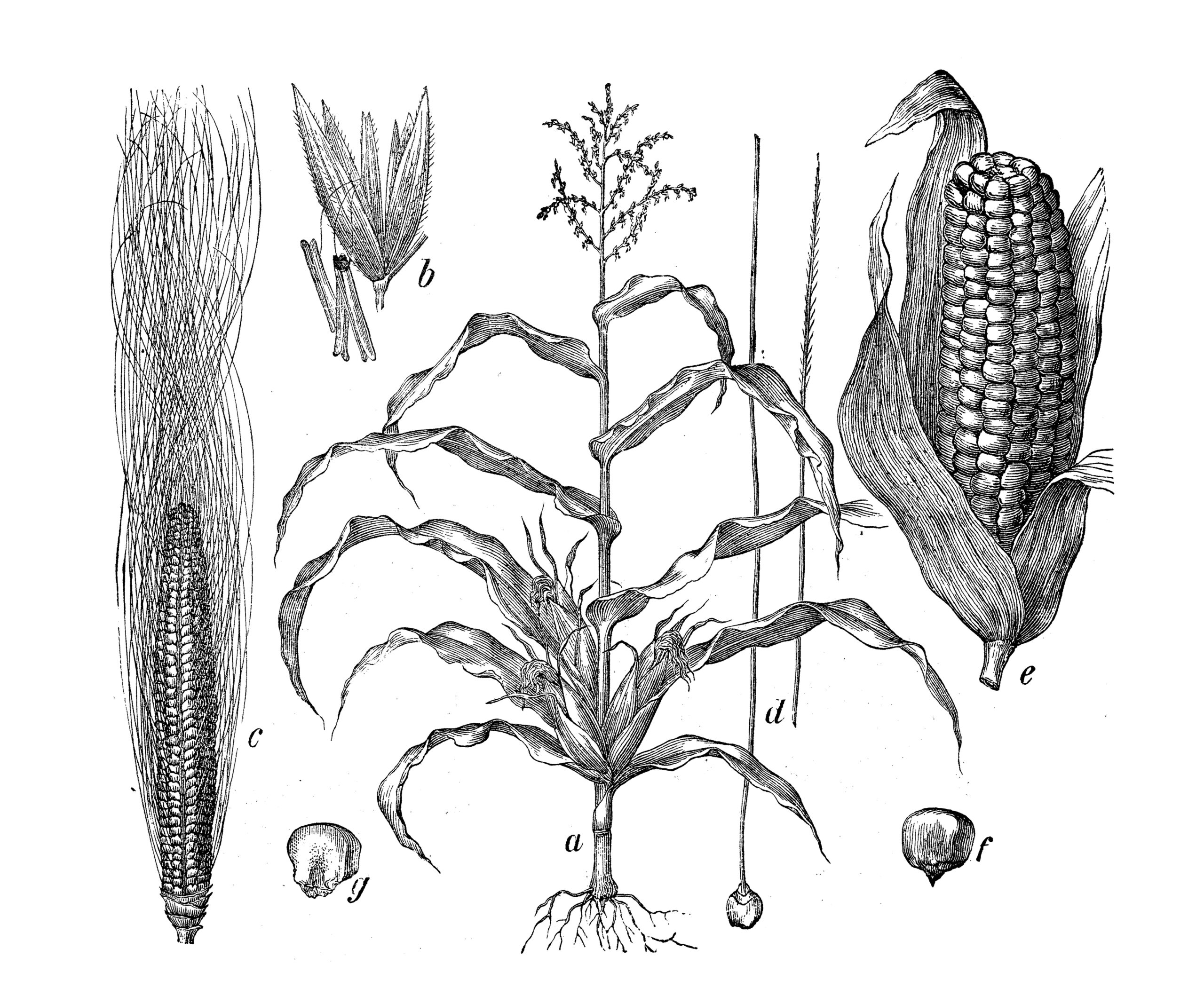 Botany plants antique engraving illustration